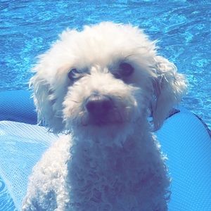 Meet your Posher, Diana